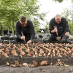 Sneeboer Planttroffel Oud Hollands Model  | 13 cm blad - 14 cm steel - totale lengte 44 cm