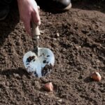 Sneeboer Planttroffel Oud Hollands Model  | 13 cm blad - 14 cm steel - totale lengte 44 cm