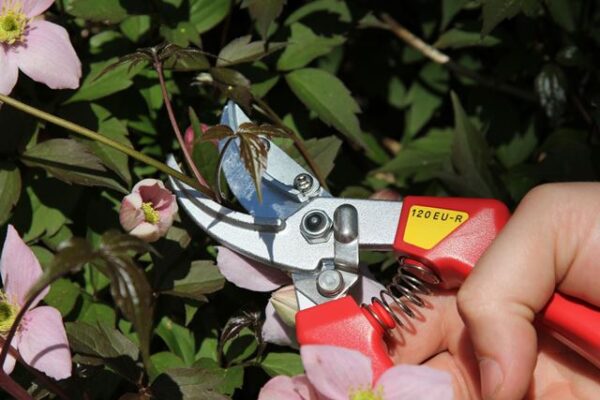 ARS presenteerschaar 120EU-R (21 cm)
