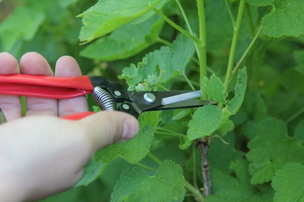 ARS Fruitschaar 300L